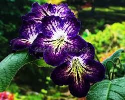 Image result for Streptocarpus