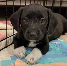 May 17, 2021 · puppyfinder.com is your source for finding an ideal labrador retriever puppy for sale near charlotte, north carolina, usa area. Looking For A Puppy Your Guide To Dog Adoption In The Charlotte Area Charlottefive Charlotte Observer