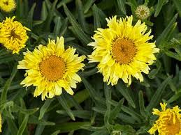 Image result for Leucanthemum