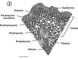 Resultado de imagen para corte de tallo