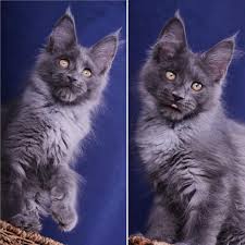 Pin On Maine Coon