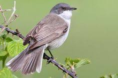 Portrat Klappergrasmucke Nabu Vogel Erkennen Vogel Im Garten Heimische Vogel