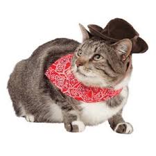 Cat in a cowboy hat cat. Top Paw Pet Cat Dog Cowboy Hat Bandana Set Buy Online In Turkey At Turkey Desertcart Com Productid 26056072