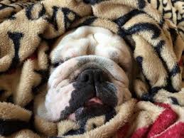 Emmitouflé(e) sous les couvertures pour une bonne nuit...