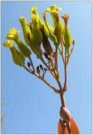 Image result for Kalanchoe brachyloba