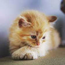 mignon