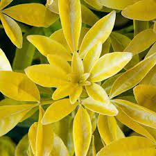We did not find results for: Choisya Ternata Sundance Golden Mexican Orange Blossom Hedging