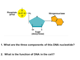 Nucleotides · a nitrogenous base, which can be either adenine, guanine, cytosine, or thymine (in the case of rna, thymine is replaced by uracil). 1 What Are The Three Components Of This Dna Nucleotide 2 What Is The Function Of Dna In The Cell Ppt Download