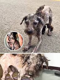 Abandoned skinny dog's miraculous transformation with love and care