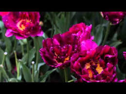 Nevesta Deutsch Christliches Hochzeits Lied Youtube In 2020 Christlich Gluck Und Segen Lied