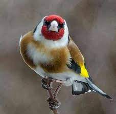 pin by jazzy visions on kuslar beautiful birds goldfinch colorful birds