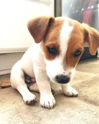 Shortie jack russell puppies of awesome qualities and personalities. Baby Jack Russell Terrier