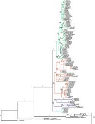 Image result for Corchorus kirkii