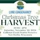 Christmas Tree Harvest