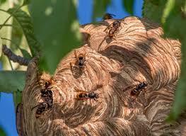 Check spelling or type a new query. Faut Il Vraiment Avoir Peur Du Frelon Asiatique