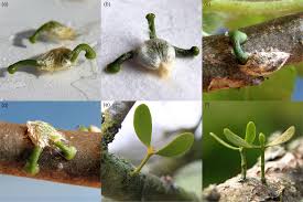 Image result for Viscum obscurum