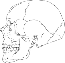 We did not find results for: Skull Anatomy Coloring Pages Coloring Rocks Anatomy Coloring Book Anatomy Coloring Pages Skull Coloring Pages