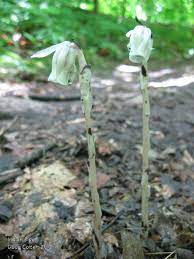 Pin On Wildflowers Of Ontario
