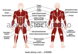 Human body outline front and back magdalene project org. Muscle Chart With Most Important Muscles Of The Human Body Colored Stock Photo Alamy