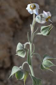 Image result for Trichodesma angustifolium