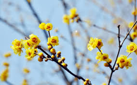 Winterblute Im Garten Stilvolles Design Einfach Gepflanzt Winterpflanzen Pflanzen Winter Blumen