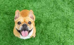 Dogs have different digestive systems than humans, which means some people food that se. Can Dogs Eat Beyond Meat Plant Based Foods That Are Good For Dogs