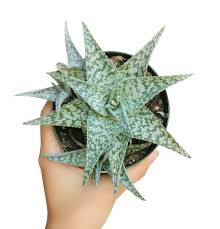 Image result for Allophylus whitei