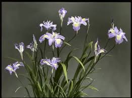 Image result for Iridaceae