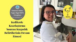 Kedilerde Kisirlastirma Sonrasi Kizginlik Belirtilerinin Devam Etmesi Suzionline