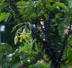 Image result for Solanum torreanum