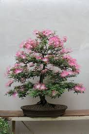 Img 4192a Jardin De Bonsais Plantas Bonsai Arboles Bonsai