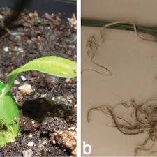 Image result for Coccinia adoensis