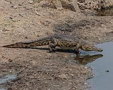 This period began about 237 million years ago and lasted about 37 million years. Nile Crocodile Wikipedia