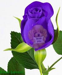 I Miss You Purple Rose Via Rose Lovers Rose Purple Roses Flowers