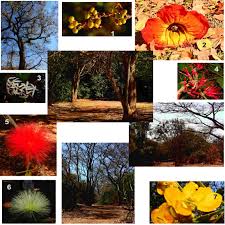 Image result for Globimetula mweroensis