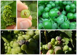 Image result for Lobesia botrana grapevine