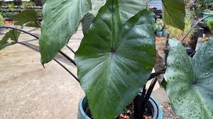 Water regularly and apply a balanced liquid fertiliser monthly when in growth. How To Grow Elephant Ear Plants Colocasia Esculenta Fontanesii Youtube