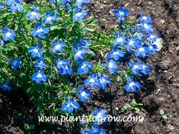 Image result for Lobelia thermalis