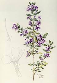 Image result for Freylinia