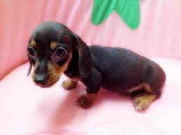 We did not find results for: Dachshund Puppies For Sale Nyc Petsidi