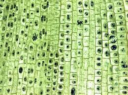 This paved the way to assign the nucleus an important. How To Explain A Plant Cell Quora