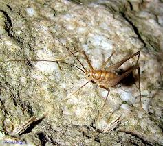 Image result for Rhipidoglossum delepierreanum