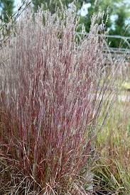 Image result for Schizachyrium