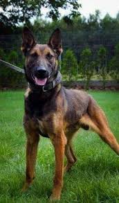 Pitbull Mu K9 Mu Kangal Mi Kizlarsoruyor