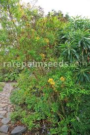 Image result for Hypericum aethiopicum