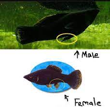 Membedakan Ikan Golden Black Jantan Dan Betina Berbagai Perbedaan