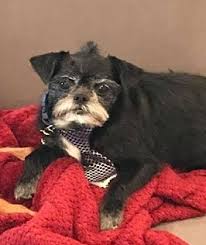 Oklahoma City Ok Shih Tzu Meet Grumpy A Dog For Adoption Dog Adoption Quotes Dog Adoption
