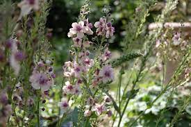 On the street of mill street and street number is 11. Country Lane Flowers