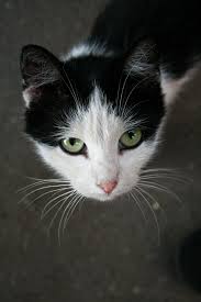 We know how much your pets mean to you because we are all pet owners ourselves. Darwin Vet Hospital