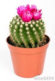 How often do you water a cactus strawflower? What Are The Best Methods For Watering Cactus With Pictures